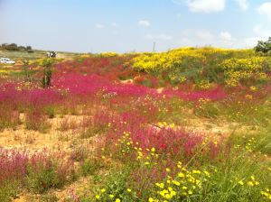 חולות עין שריד